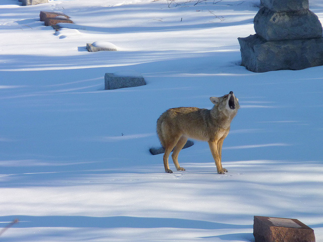 2013_11_05-coyote.jpg