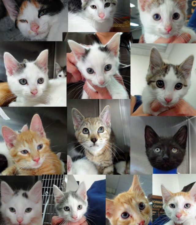 2015-07-28_kittens.jpg