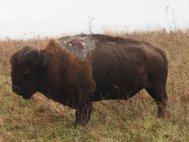 sparky-bison.jpg