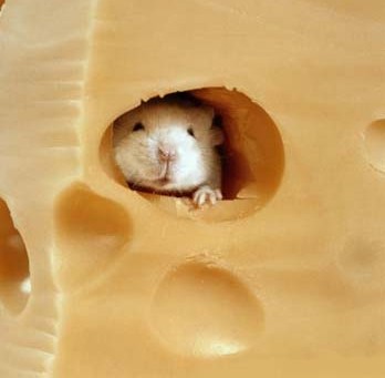 2008_07_mouse_in_cheese.jpg