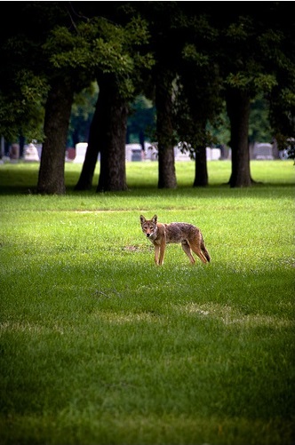2011_9_21_coyote.jpg
