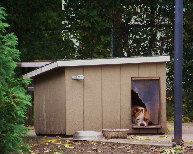 2012_1_12_doghouse.jpg