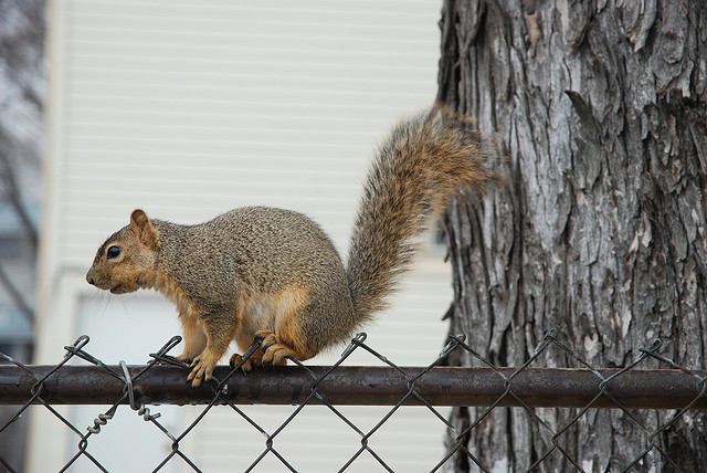 2012_8_16_squirrel.jpg