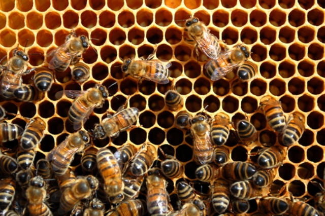 2014_2_26_honeybees.jpg
