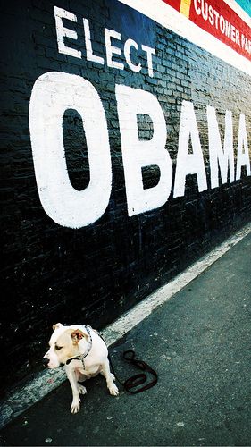 2008_9_dogs_for_obama.jpg