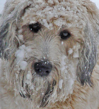 2011_2_snow_dog.jpg