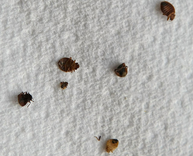 Bedbugs.jpg