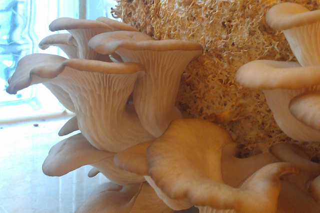 2014_3_mushrooms.png
