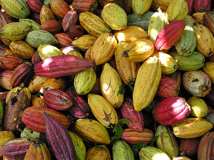 2008_02_cacao_beans.gif