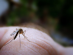 07-20-09_mosquito.jpg