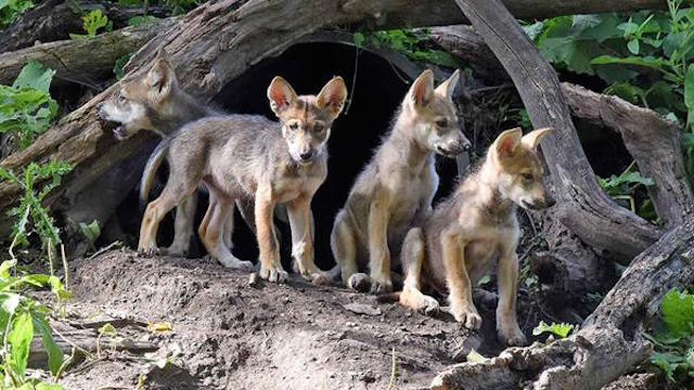 brookfield-zoo-wolves.jpg