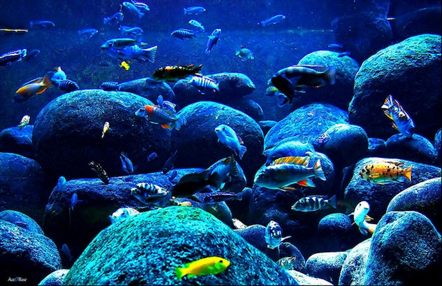 shedd-aquarium.jpg