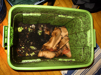 2011_6_compost_bin1.jpg