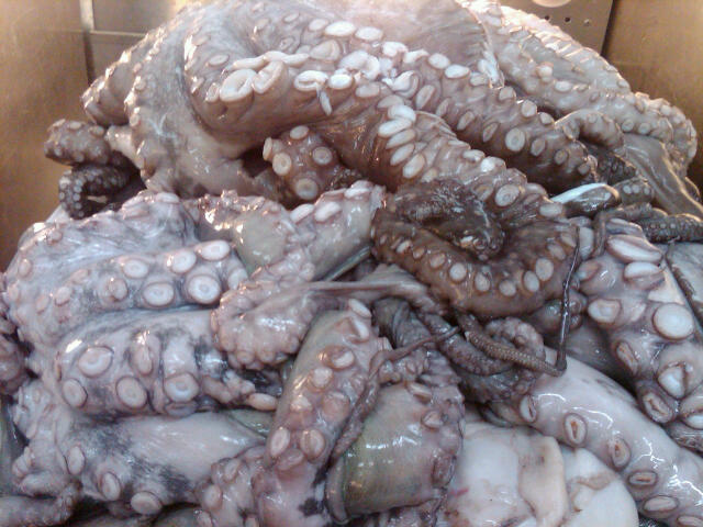 Octopus just waiting to be prepared at Isaacson & Stein.