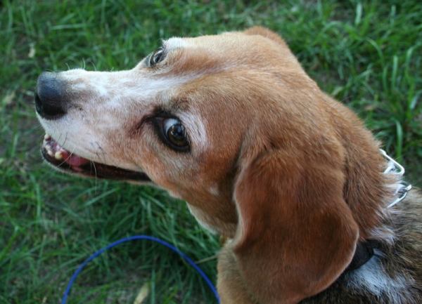 Tankboy\'s mischievous and terrifyingly intelligent beagle, Betty.