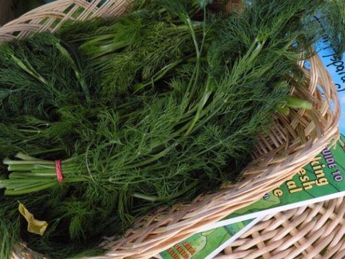 Fresh Dill from Growing Home