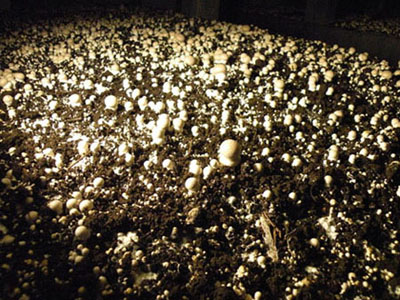 A view of cremini mushrooms just starting to sprout.  Rose tries to maintain the mushroom houses at 70 degrees, 80% humidity to facilitate the best mushroom growth.