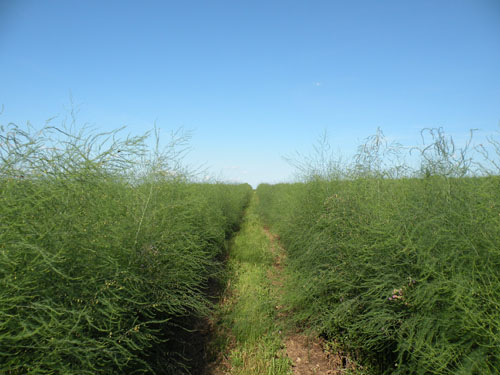 These are rows of asparagus in full maturity. We\'re past asparagus season now, so Rose and his staff will mow them down in a few weeks.