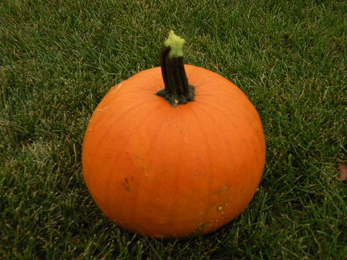 My pumpkin. Kevin also gave me his, which means I\'ll be doing a lot of cooking, baking and brewing. Yeah, brewing.