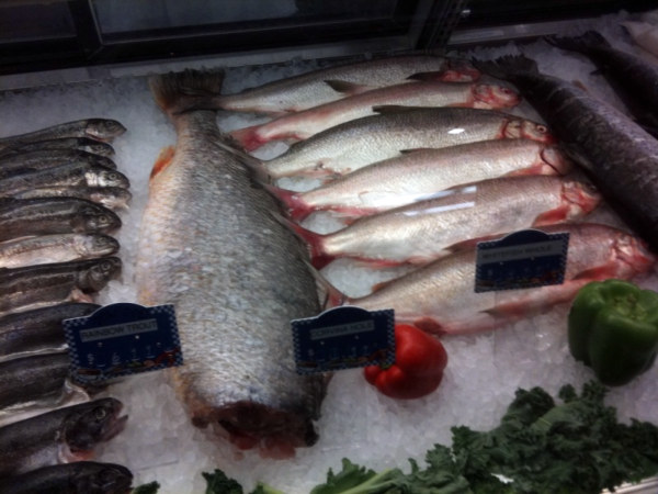 A sampling of fresh fish available for sale