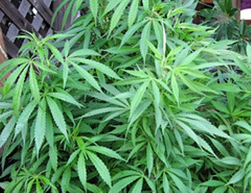 City Zoning Panel Approves Six Chicago Medical Marijuana Dispensaries