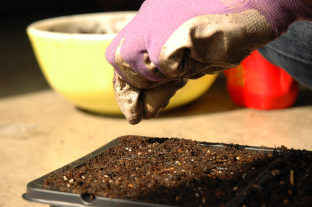 Lightly sprinkle the seed onto the soil. They key is to make sure the seed is in good contact with the dirt, while being sure not to sow the seed too densely.