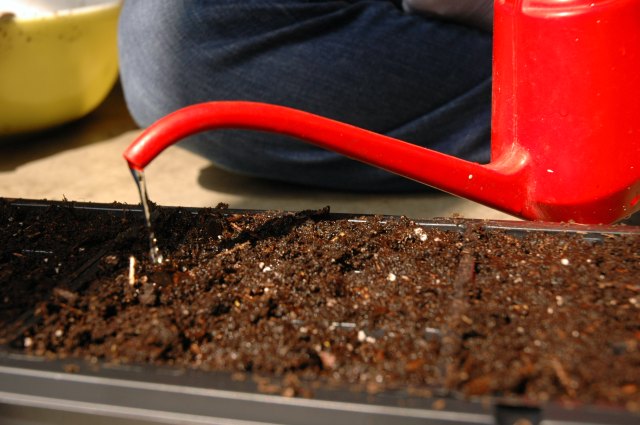 Lightly water the seed into the soil, making sure not to drown the seed, or bury it under soil.
