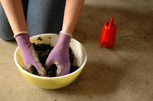 Mix the soil and water together, breaking up clumps in the dirt, and making sure there are no dry pockets in the potting mix.
