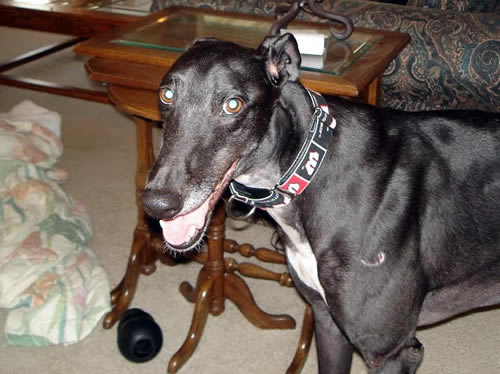 Ty, an \<a href=\"http://gpawisconsin.org/photos/index.php\"\>adopted greyhound\<\/a\> from the GPA Wisconsin