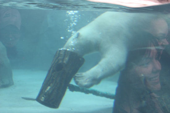 Hudson Polar Bear at play