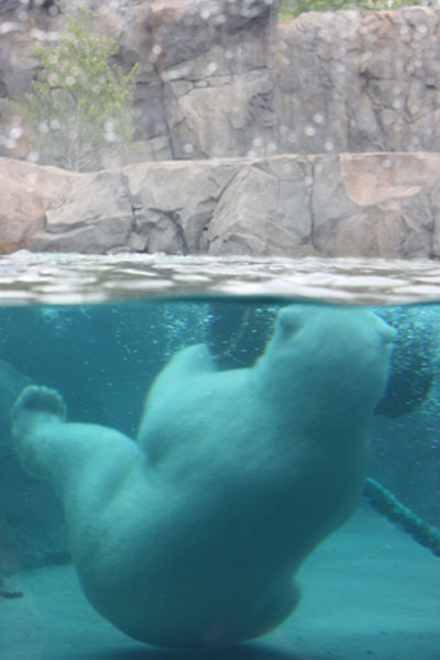 Hudson Polar Bear at play