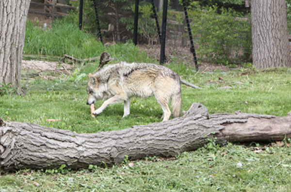 Great Bear Wilderness also includes the zoo\'s Wolf Woods exhibit