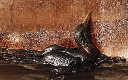 An oil soaked bird struggles against the side of the HOS an Iron Horse supply vessel at the site of the Deepwater Horizon oil spill in the Gulf of Mexico.