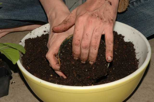 Pack the soil firmly into the new pots, leaving room room for the plant.