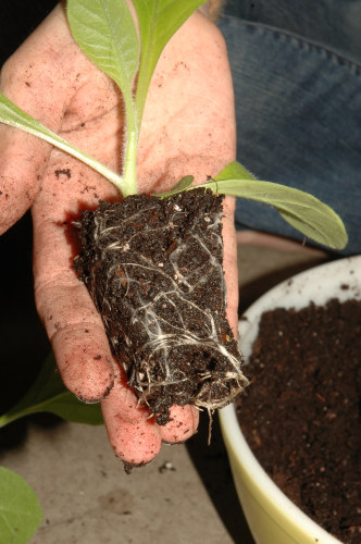 The white strands are the roots. These will grow bigger and deeper in the new pots, so it\'s important that you use posts with enough room for the plant to grow bigger in.