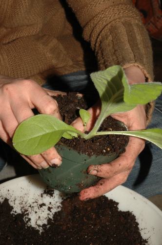 Make sure that the newly potted plant is completely covered with soil, and the leaves are above the dirt.