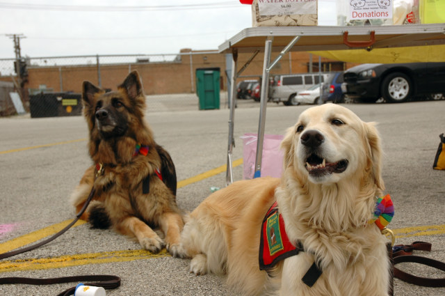 Thelma and Louise relax on the asphalt after promoting their pet therapy work with \<a href=\"http://www.rainbowaat.org/\"\>Rainbow Animal Assisted Therapy\<\/a\>. \<em\>Kevin Robinson/Chicagoist\<\/em\>
