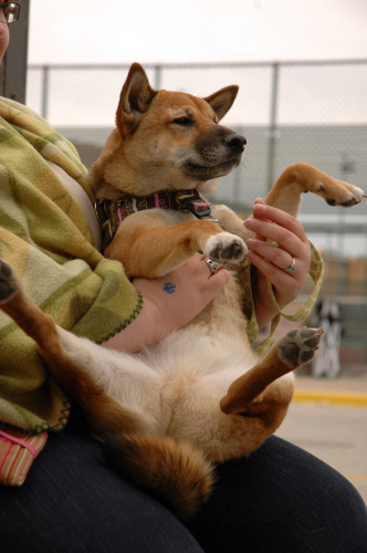 A Shiba Inu rescue dog relaxes with it\'s person. \<em\>Kevin Robinson/Chicagoist\<\/em\>