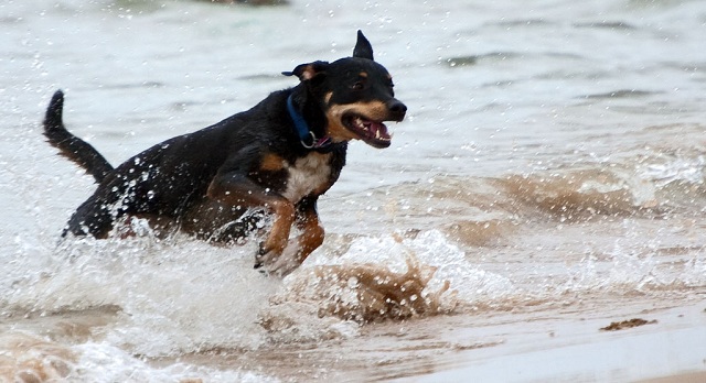 The Chicagoist Intern roams free through the waters of Lake Michigan at the Montrose Dog Beach, recently selected as one of the 10 best in the nation.