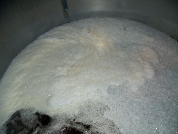 Wort in the sparging/whirlpool tank, ready for boil.