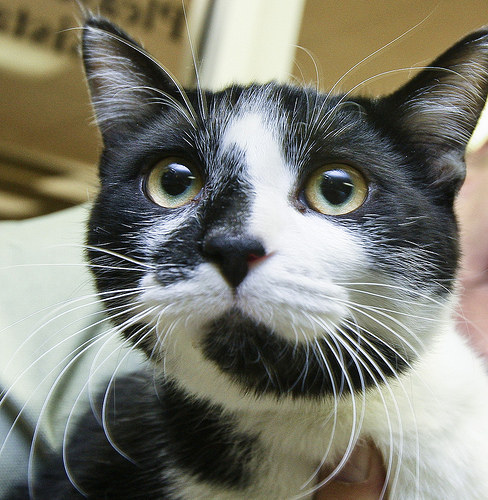 At only nine months old, Mike is a playful kitten that wants to scamper around your apartment and chase cat toys.