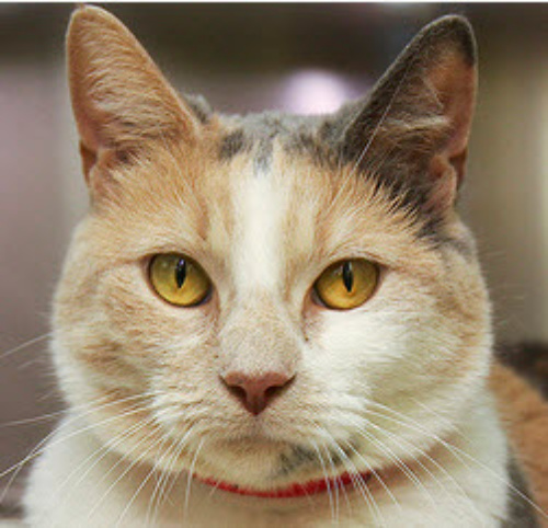Sheba is a charming, easy-going, four year old cat. She like a good chin scratch and purring you to sleep. Her interests include spooning with her favorite person (maybe YOU?)and playing with toy mice. \<em\>(Photo via Chicago ACC)\<\/em\>