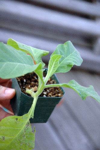 Virginia Bright Leaf tobacco plant, ready to be repotted. \<em\>Kevin Robinson/Chicagoist\<\/em\>