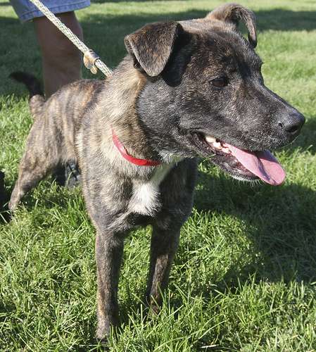 Yasmine is a brindle coated pup with the sweetest personality to match! Playful and fun, this darling and affectionate girl would be a fine addition to your family.