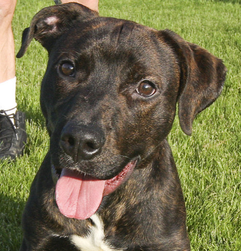Tarzan, a handsome and sweet brindle mix with lots of personality, has been with ACC for a while, and the agency has had some trouble adopting him out. He is a very affectionate and cuddly dog, who thinks he is a big lap dog. If you are looking for a large dog that is friendly and fun, Tarzan is your guy. \<em\>(Photo via Chicago ACC)\<\/em\>