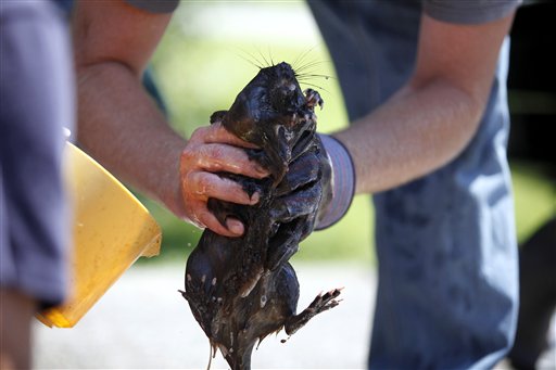 Dave Jenkins, of Marshall, holds onto a muskrat as a group attempts to clean the animal Tuesday, July 27, 2010, in Marshall, Mich.