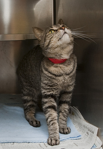 Fifi is a four year old cat, ready to find a loving home.