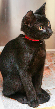 Licorice is a sweet 4 month old kitten. He is an absolute doll and loves attention. This little guy always has the volunteers laughing with his endearing antics. Do you have room in your heart for this sweetie?