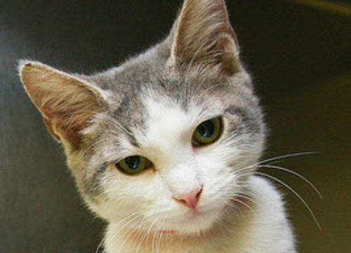 This 5 month old kitty is as playful as can be. The look on his face says \"No, Kevin, you cannot compare Mayor Daley to Chairman Mao in a blog post,\" but his heart says \"take me home with you.\" Marcus, not to be confused with \<a href=\"http://chicagoist.com/2010/07/26/in_pictures_the_chicagoist_reader_m_1.php?gallery0Pic=15#gallery\"\>our chief Marcus\<\/a\>, would do well in a good home with loving guardians who can give him all the attention he needs