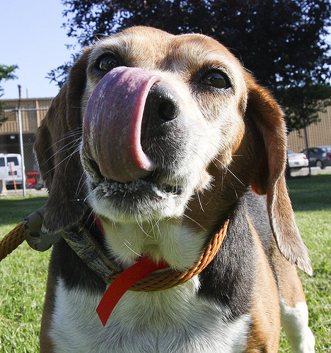 Max is a friendly and social beagle, that would fit into any home that loves dogs.